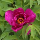 모란농장 이미지