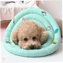 카라말티즈 이미지