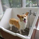 샤워앤독 이미지