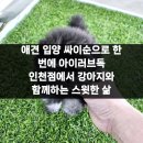 순독 | 애견 입양 싸이순으로 한 번에 아이러브독 인천점에서 강아지와 함께하는 스윗한 삶