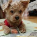 짱구 애견 하우스 이미지