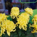 국화약국 이미지