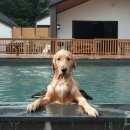 도그마실 이미지