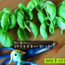 식탁위의텃밭 이미지