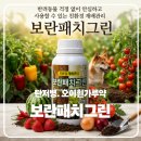 그린모종 | 고추 탄저병 병해 관리용 유기농자재 보란패치그린 사용 후기｜장마철 대비 텃밭 병해 미리 예방