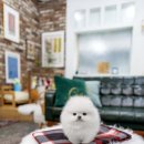 일산 강아지분양 스마트독 이미지