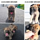 한국진돗개육종연구소 이미지