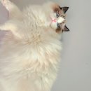 이안 캐터리 이미지