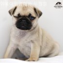 야옹아멍멍해봐(두정점) 이미지