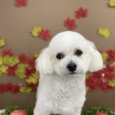 다원하개 이미지