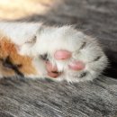 고양이 발바닥 이미지