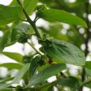 오빠야농장 이미지