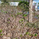 그루브 in 판소리 이미지