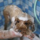 하리애견 이미지