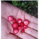 준형농장 | [경기도 포천] 아토펜션 오토 캠핑장