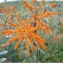 비타민 숲 이미지