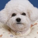 도그아이 이미지