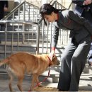 댕댕이와냥이 이미지