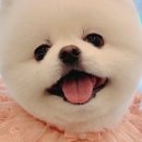 에이미 그루밍 이미지