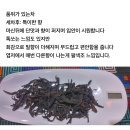 2024년 雪花红-야생우롱홍차(대설산) 산차 이미지