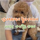 놀다가시개 | 강아지 카페 놀다가시개, 아이랑 가기 좋은 카페