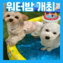 멍해피 애견유치원&호텔 이미지