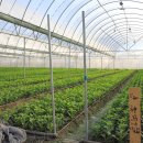 신마농장 이미지