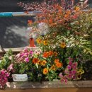 꽃차마이스터양성과정 이미지