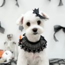 윈썸그루밍 이미지