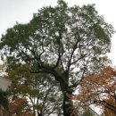 회화나무 도서관 이미지