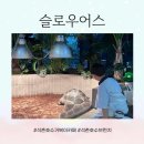 아이랑 송파 나들이, 거북이가 있는 분위기 좋은 석촌호수 카페 _ 슬로우어스