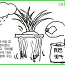 한국춘란 혹서기의 영양 관리(비배관리/788) 이미지