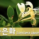 금은화식품