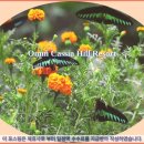 윈드힐 호텔&리조트 | 카메론 하일렌즈 여행: 옴니 카시아 힐 리조트 호텔 추천 &amp; 솔직 후기