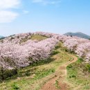 골체오름 | 골체오름 벚꽃축제, 제주 봄 여행 필수 코스