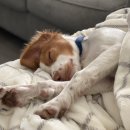 #DOG 이미지