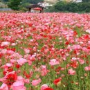 경서대로 이미지