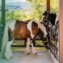 강서구-18 | 부산 강서구 18개월 아기랑 가볼만한 곳, 렛츠런파크 방문 후기