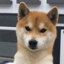 시바스럽 이미지