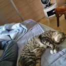 달래내로 이미지