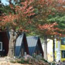 퀘렌시아 애견 이미지