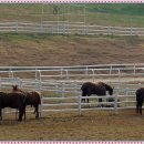 방화목장 이미지