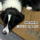 도그플랜 이미지