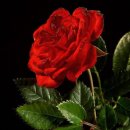 3월 18일 수요일(음1/30) Memorise in Spring 이미지
