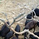 하빈염소농장 이미지