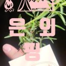 부안당호두과자