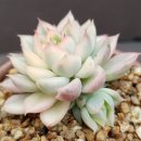 화진농장 이미지