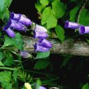 금강초롱 이미지