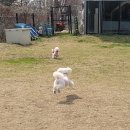 가치있개 반려견 유치원 이미지