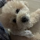 박물관옆동물병원 | [박물관옆동물병원] 대구 강아지지방종제거수술, 예민한 노견지방종수술후기